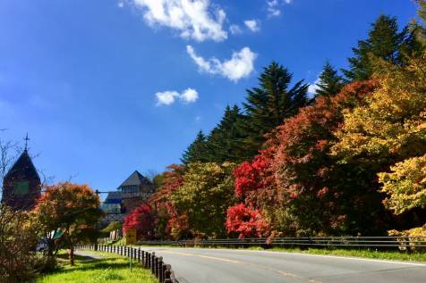 道の駅運動茶公園付近の紅葉