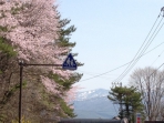 咲きました♪　山の桜が見頃です