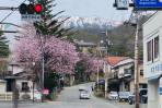 桜日和♪
