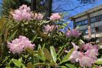 高嶺の花「石楠花」