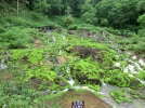 奥草津のチャツボミゴケ公園