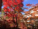 紅葉の見頃と秋の雲